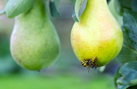 The hornet eats a juicy yellow pear growing on a tree branchの写真素材