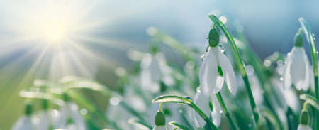 Snowdrops on bokeh background in sunny spring garden under sunbeams.の写真素材