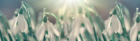 Snowdrops on bokeh background in sunny spring garden under sunbeams.の写真素材