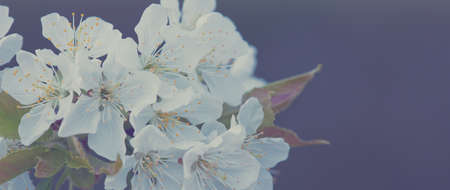 Macro shot on white cherry blossoms in spring garden.の写真素材