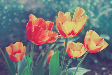 Yellow tulip flowers close up in spring garden.の写真素材