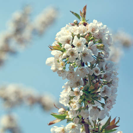 Branches of blossoming cherry with soft focus .