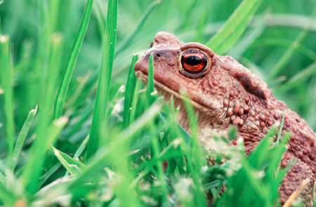 Close up of brown frog in green grass background.の写真素材