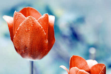 Red Tulip isolated on a blur background .の写真素材