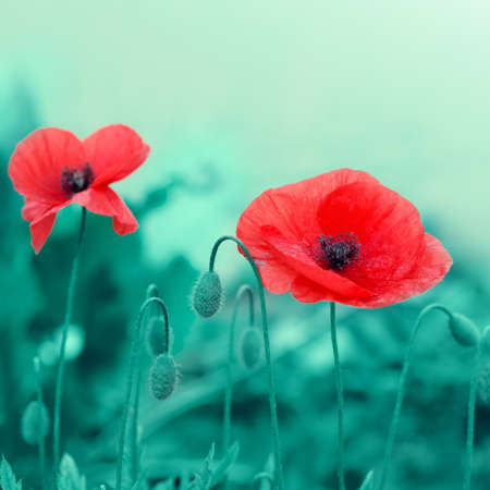 Poppy flowers isolated on green blur background.の写真素材