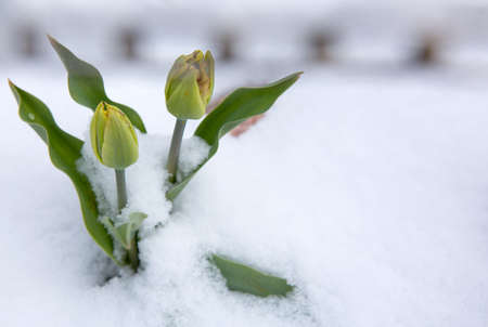 Snow falling on tulip flowers. Spring background.