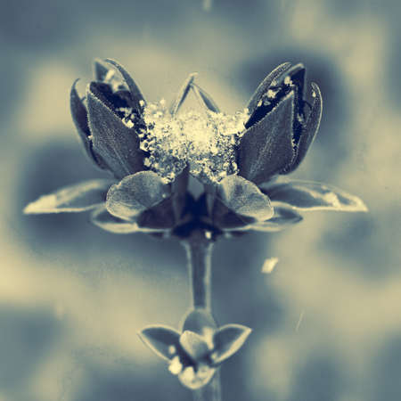 Close up of a purple lilac blossom with snow.Spring background.の写真素材