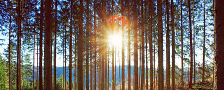 Beautiful spring forest with bright sunlight in the fog.の写真素材