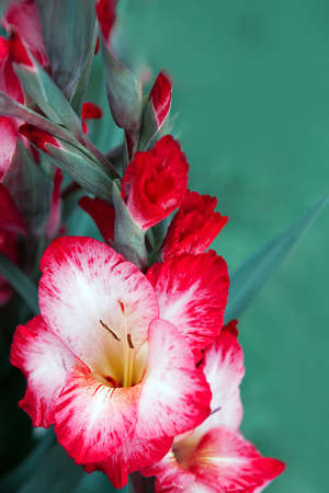 Macro photo of a pink gladiolus. Flowers backgroundの写真素材