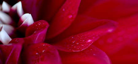 Red dahlia isolated on green blur background.