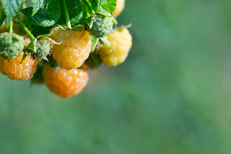 Close Up of yellow raspberry branch with ripe berries in sunlight.の写真素材
