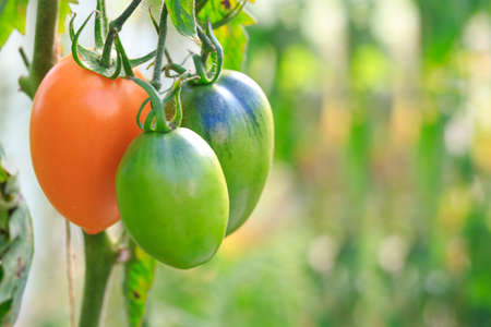 Farm of tasty yellow tomatoes on the bushesの写真素材