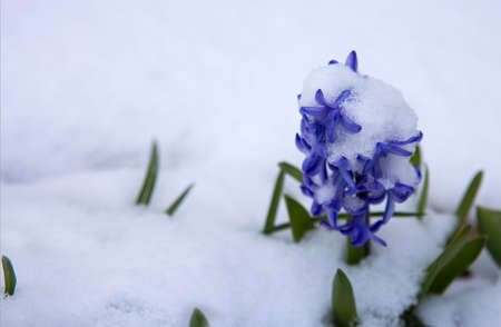 Close up of a purple hyacinth in the snow.Spring background.の写真素材