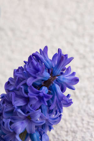 Close up of a purple hyacinth isolated. Spring background.の写真素材