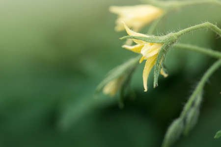 Flowers of tomato ready for pollination in spring garden.の写真素材