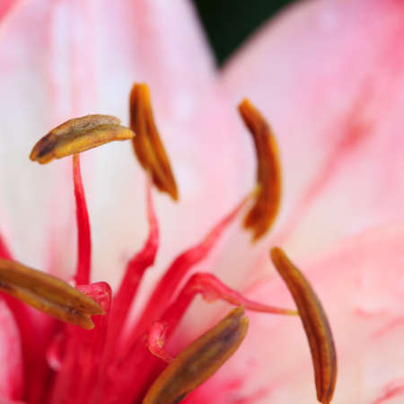 Pink lily close up with water drops isolated on blur background.