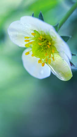 Closeup of a white strawberry blossom. Spring background.の写真素材