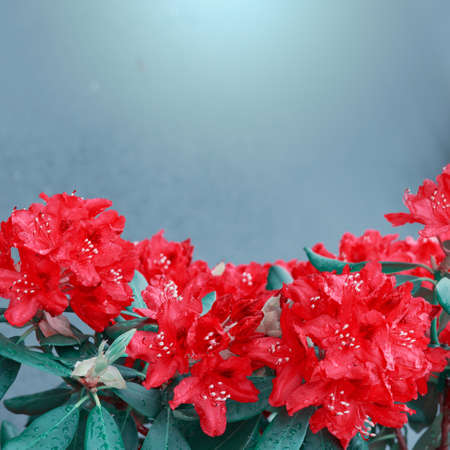 Red azalea flowers in the spring garden.の写真素材