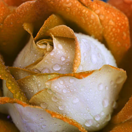 Yellow rose closeup with water drops.の写真素材