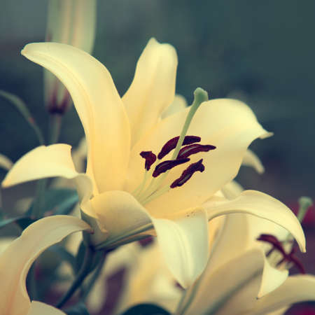 Lily flowers isolated on a green background.の写真素材