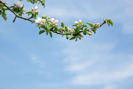 Close up on white apple blossoms isolated on blue sky.の写真素材