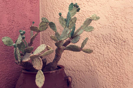 Potted cactus isolated on brown backgroundの写真素材