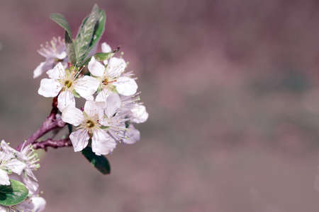 Macro shot of white cherry flowers isolated on blur background.の写真素材