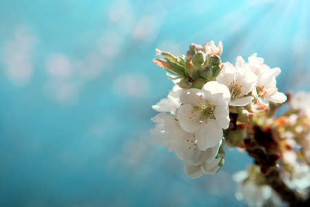 Macro shot of white cherry flowers isolated on blue sky background.