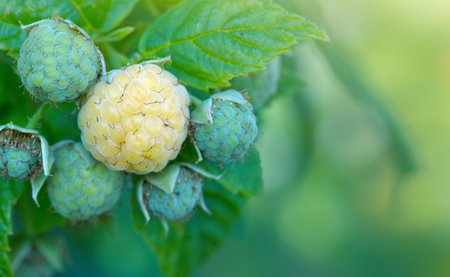 Close Up of yellow raspberry branch with ripe berries in sunlight.の写真素材