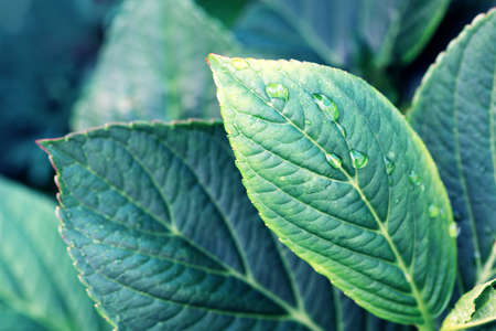 Green leaf with water drops in summer garden.