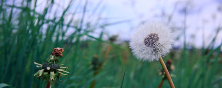 Macro shot on dandelion flower isolated on green.の写真素材
