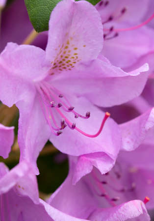 Pink Azaleas flowers isolated on green background.の写真素材