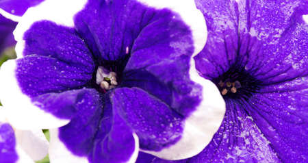 Close -up on Blue Petunia flower with a white border.の写真素材