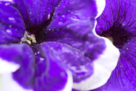 Close -up on Blue Petunia flower with a white border.の写真素材