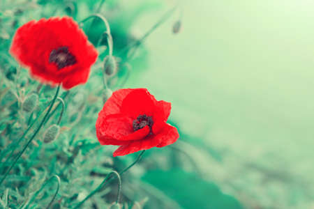Red poppy flowers isolated on green backgroundの写真素材