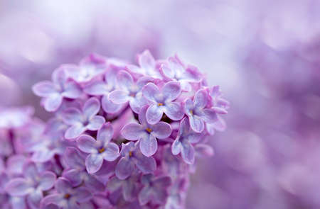 Branch with spring lilac flowers in garden.