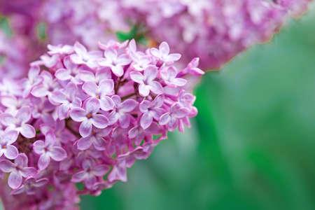 Branch with spring lilac flowers in garden.