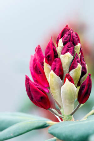 Red azalea flower isolated on blur backgroundの写真素材