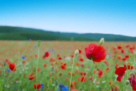 Red poppy flowers on blue sky background.の写真素材