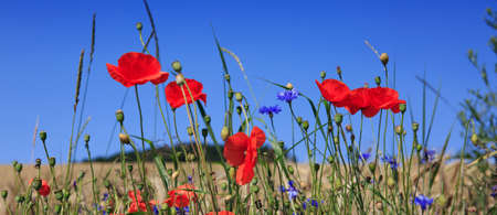 Blooming wild poppies on the meadow at summer.の写真素材