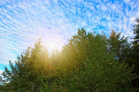 Beautiful forest in summer with bright sun .の写真素材