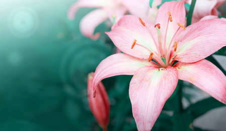 The flower of the pink lily in summer garden.の写真素材