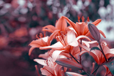 The flower of the pink lily in summer garden.の写真素材