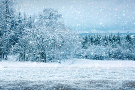 Winter landscape with fir trees covered with white snow .の写真素材