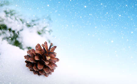 Christmas background with spruce branches with pine cones isolated on snow.