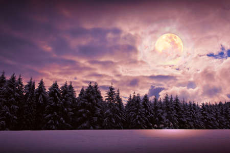 Winter forest and full moon on pink night sky.の写真素材