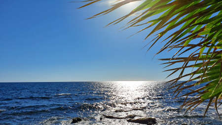 Green palm tree leaves and sun light on blue sky background.の写真素材