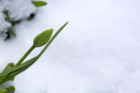 Snow falling on tulip flower. Spring background.の写真素材