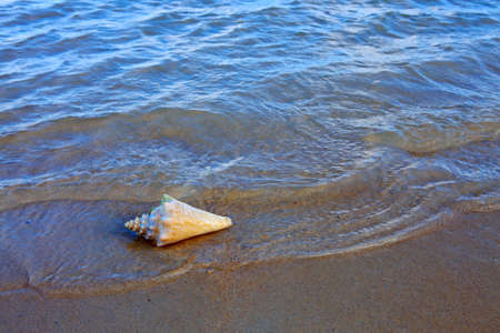 Sea shell on tropical beach. Summer sea landscape.の写真素材