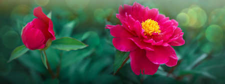 Pink peonies flower bloom on blurry background in spring garden.の写真素材